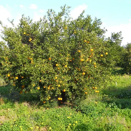 Holiday home Tenuta Sperlinga - Il Campanile Santa Flavia